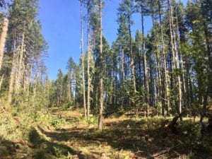 Wildfire Corridor BLK 5 Post Harvest Field Review